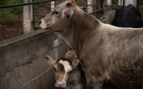 Detectan dos nuevos casos de gusano barrenador en ganado de M&eacute;xico