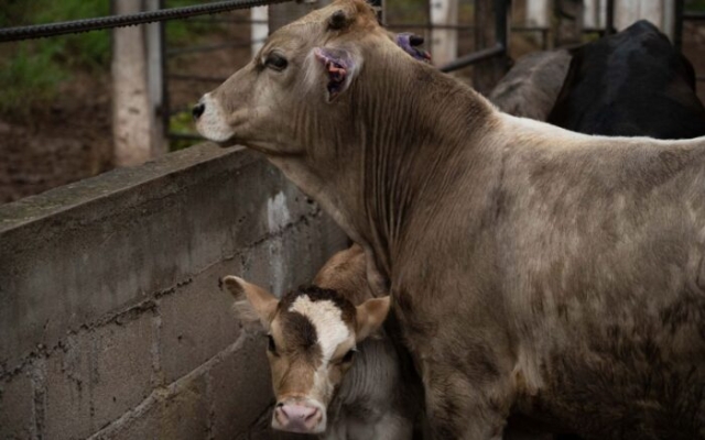 Detectan dos nuevos casos de gusano barrenador en ganado de M&eacute;xico