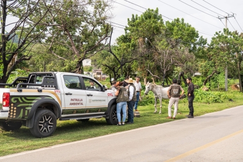 Realiza SDS aseguramiento precautorio de yegua en carretera a Santo Domingo Ocotitlán