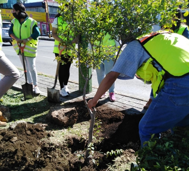 Programa de reforestación urbana 2021 avanza con éxito en Cuernavaca