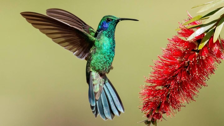 Colibríes en riesgo: El peligro del agua con miel