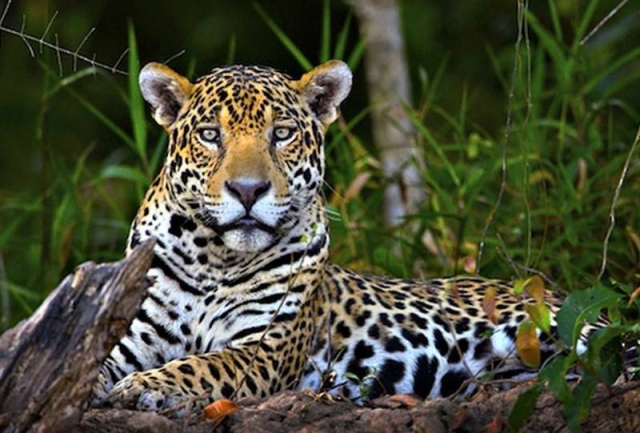 Suma México 185 Áreas Naturales Protegidas federales