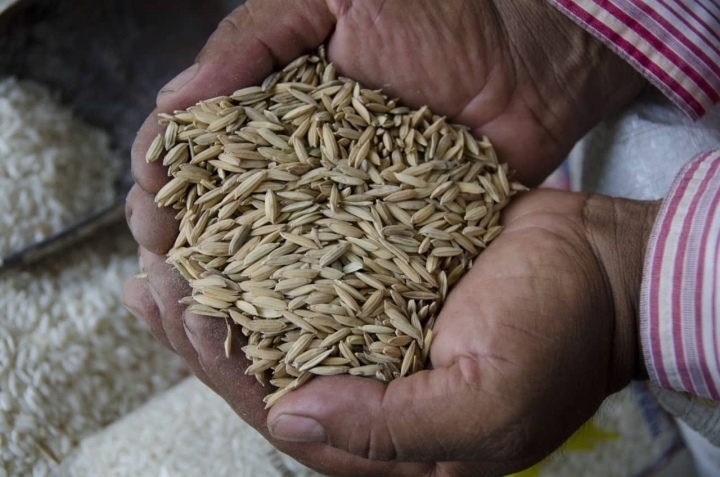 El arroz de Cuautla y el Molino de Buenavista