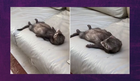 Hurón en actitud relajada sorprende en redes y acumula millones de vistas