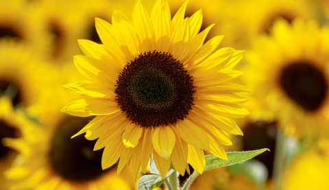 La tradición de regalar flores amarillas el 21 de marzo: ¿por qué?