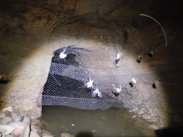 Refuerzan acciones de trampeo de murci&eacute;lagos en Paso de Miahuatl&aacute;n