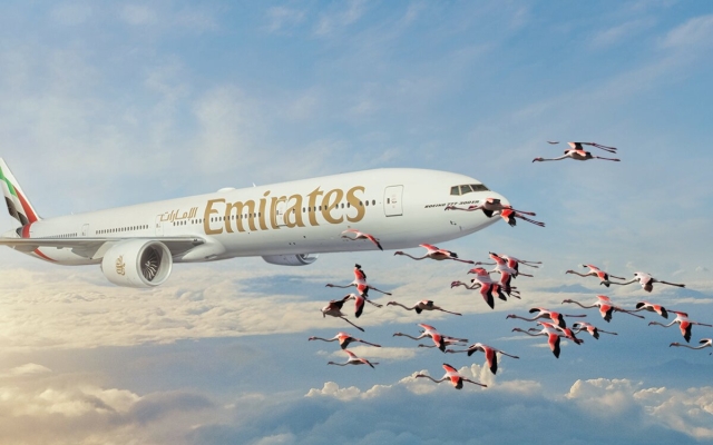 Flamencos mueren tras impactar con avión en Bombay