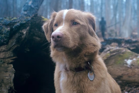 Good Boy: la innovadora película de terror narrada desde la perspectiva de un perro ya tiene tráiler y fecha de estreno