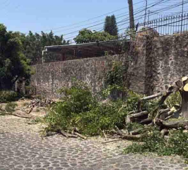 Preocupa a vecinos tala de &aacute;rboles en R&iacute;o P&aacute;nuco
