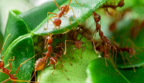 ¿Cómo eliminar un hormiguero de hormigas rojas en tu jardín? 3 métodos naturales y efectivos