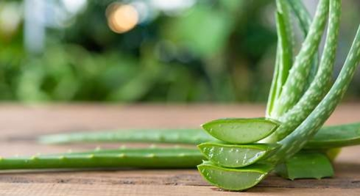 ¿Conoces el aloe vera y sus beneficios en la piel sensible?