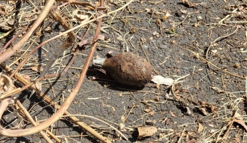 Hallan granada de fragmentación en un predio