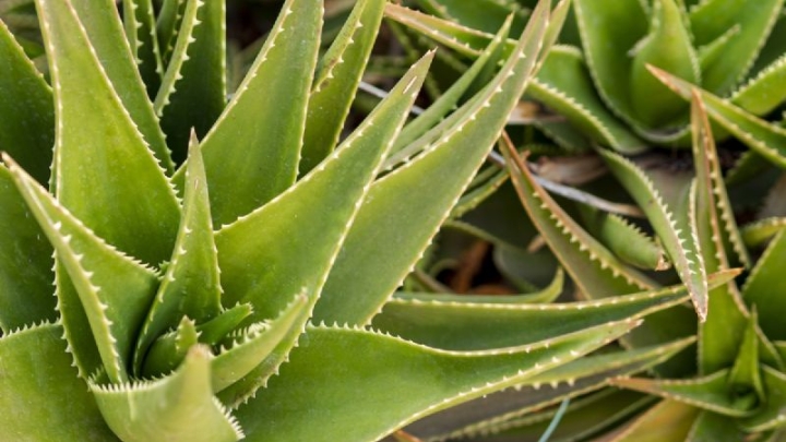 Aloe Vera: Conoce sus beneficios para combatir la gastritis