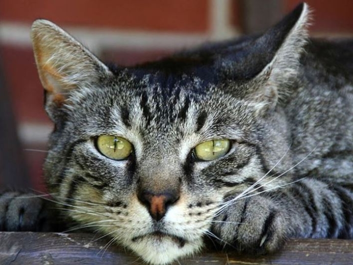 Tu gato no te ignora, está rastreando todos tus movimientos, según nueva investigación