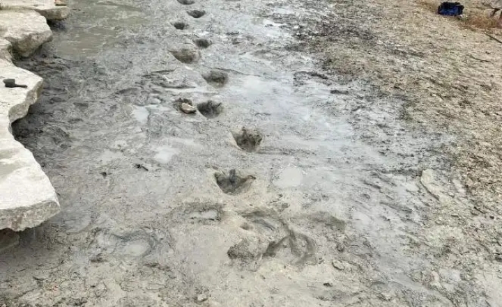 Descubren huellas de dinosaurios de hace 113 millones de años en parque de Texas