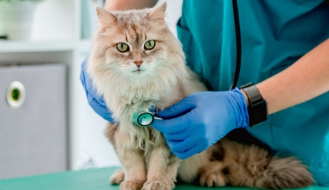 Sida felino: qué es, cómo se contagia y si afecta a humanos