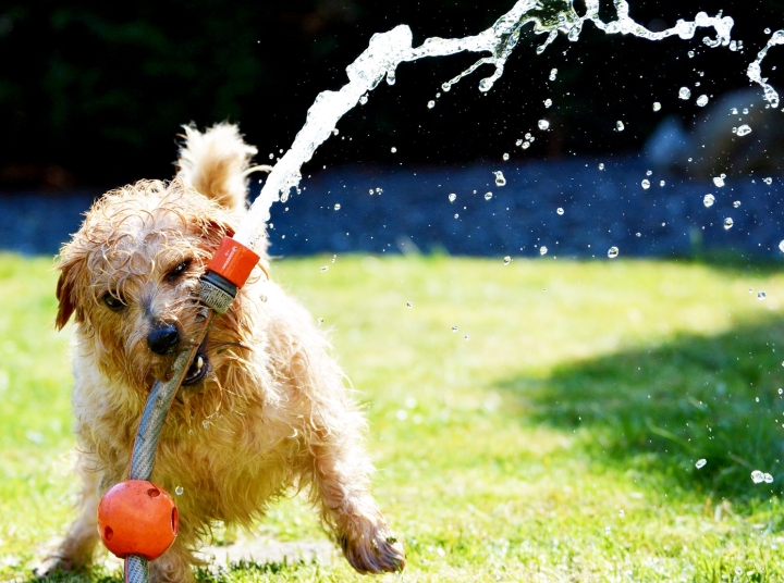 ¡Cuidado con el calor! Protege a tu mascota esta temporada