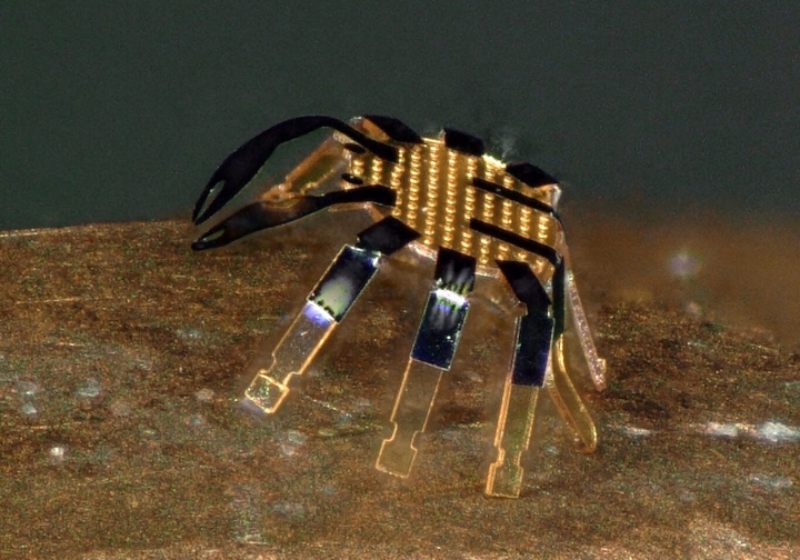 Crean el robot más pequeño del mundo: un poderoso cangrejo