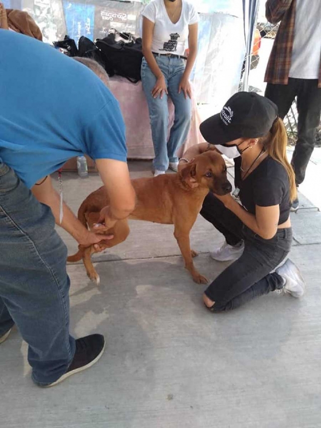 El Ayuntamiento de Cuernavaca impulsa campañas de adopción responsable de mascotas. 
