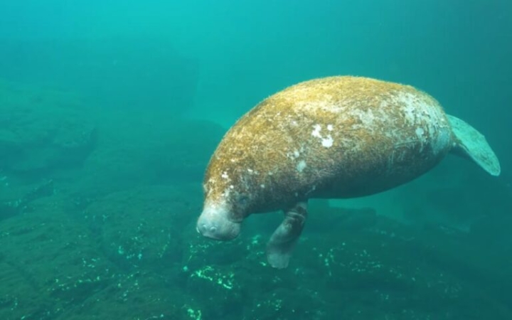 Descubren manatíes en cuevas de Yucatán; advierten de hábitat en riesgo