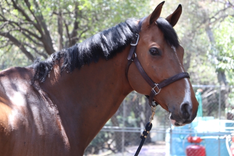 Detectan primer caso de gusano barrenador en un equino en Oaxaca