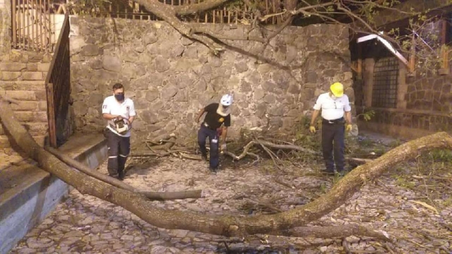 Las lluvias provocan caída de árboles 