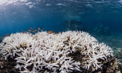 El 84% de los arrecifes de coral del mundo enfrentan el peor blanqueamiento histórico