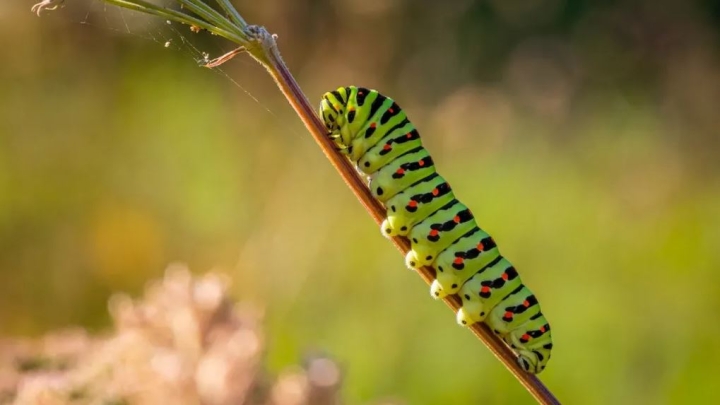 Cómo ahuyentar a las orugas de tus plantas y jardín de manera natural