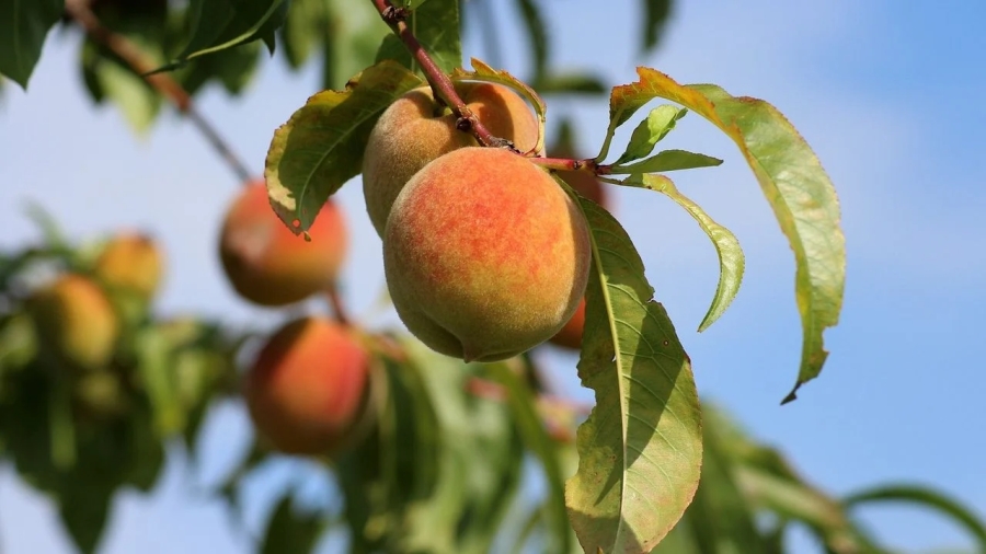 Canícula 2024: Cómo proteger tus árboles frutales del calor extremo