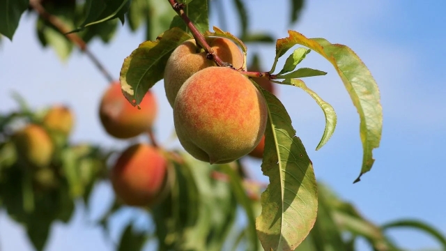 Canícula 2024: Cómo proteger tus árboles frutales del calor extremo