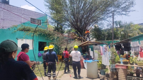  Fuertes vientos provocan caída de árboles en Yautepec