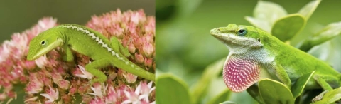 Compensando las diferencias entre sexos: de reptiles a la especie humana