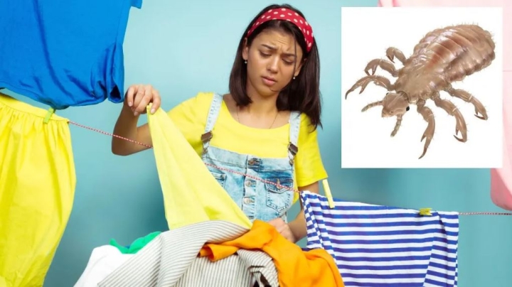 Cómo eliminar los piojos en la ropa y por qué son peligrosos