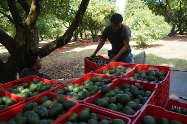 Jalisco recibe certificación para exportar aguacate a EU; otros dos estados están en ‘la fila’