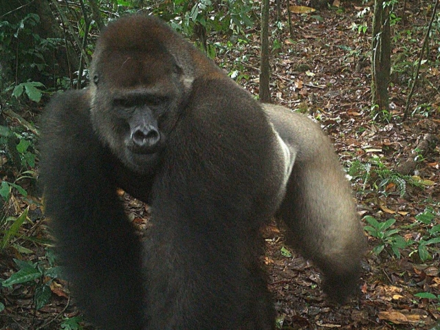La ciencia revela por qué los machos de gorila golpean sus pectorales