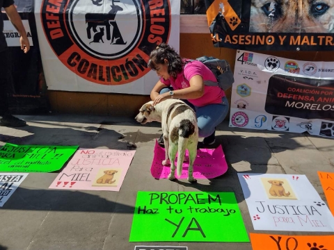 Invalida SCJN disposición sobre maltrato animal en Morelos 