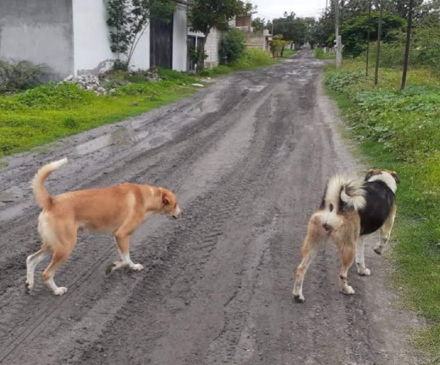 Tratan de evitar la proliferación de perros callejeros. 