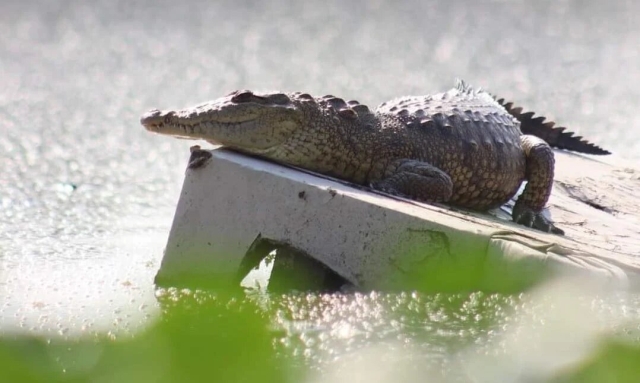 Resguardan Laguna La Piedad en Cuautitlán Izcalli por presencia de cocodrilo