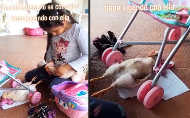 ¿Maltrato o inocencia?: Niña utiliza pollos como juguetes