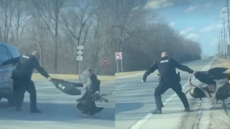 Policía pelea contra dos pavos en plena carretera.
