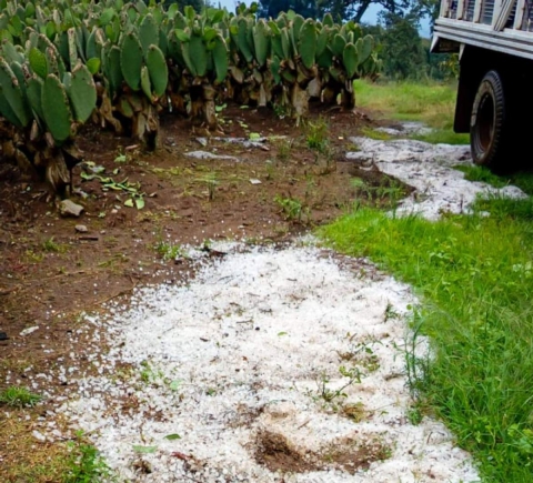 Granizo dañó cultivos en Los Altos