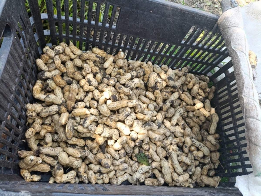 Reportan buena cosecha de cacahuate en Coatetelco