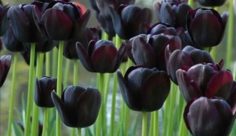 Flores negras: la nueva y elegante tendencia para jardines