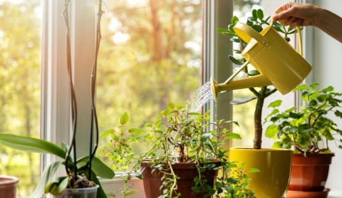 Los mejores métodos de riego para mantener tus plantas saludables