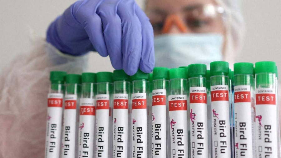 Confirman primer caso de influenza aviar en México