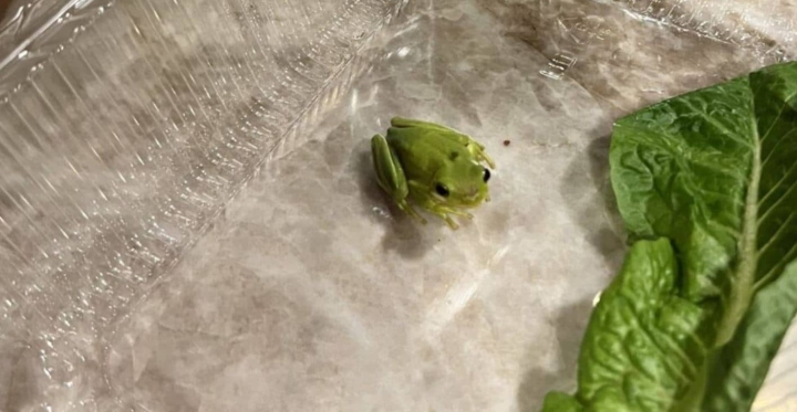 Joven encuentra rana en su ensalada.