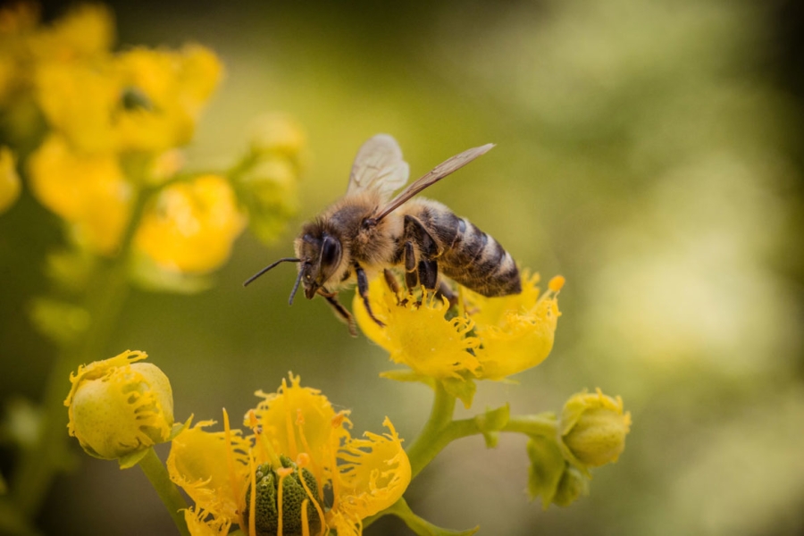 Día mundial de las abejas: ¿Con qué flores puedes alimentarlas?