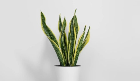 Cómo hacer florecer la planta lengua de suegra (sansevieria) de forma fácil y rápida
