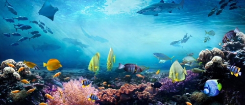 Maravillas oceánicas: Sostener lo que nos sostiene