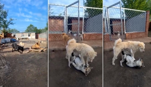 Conozcan a ‘King Charles’, el perro líder que conquista internet por separar peleas con la mirada